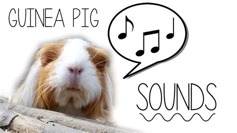 Do Pigs Like Music? And What Else Tells about Their Preferences